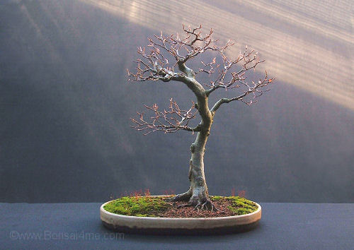Fagus sylvatica/European Beech Bonsai